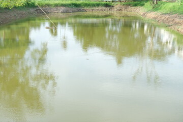 reflection of trees in water