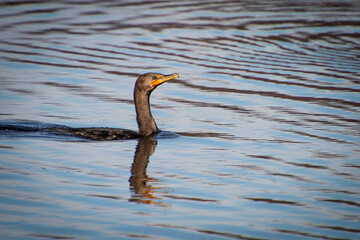 Cormorant