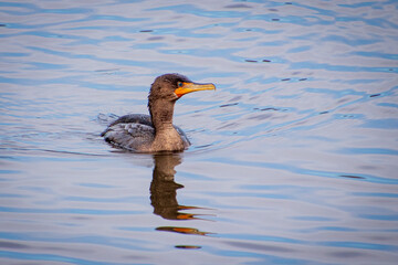 Cormorant