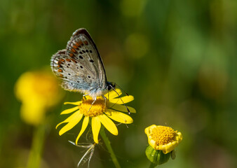 Ein bunter Schmetterling auf einer gelben Blüte