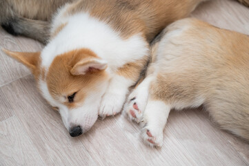 Cute welsh corgi puppies sleep on the floor. View from above.