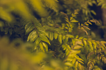 Curry Leaves Tree | Murraya koenigii or Bergera koenigii, is a tropical to sub-tropical tree in the...