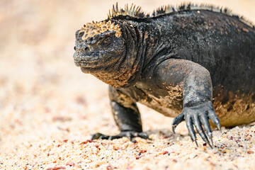 Marine iguana walking on beach, Galápagos