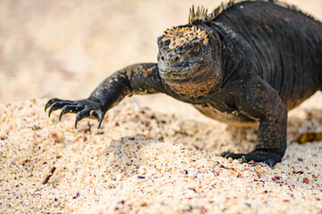 Marine iguana on beach, walking, Galápagos
