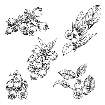 set of hand drawn illustrations of blueberry flowers and fruits in engraving style, isolated on white background
engraved style,