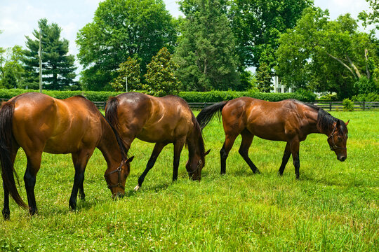 Three Horses Grazing On A Horse Farm