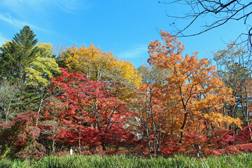 雲場池の紅葉　軽井沢