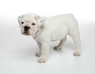 English Bulldog Puppy photographed on a white back ground