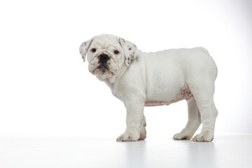 English Bulldog Puppy photographed on a white back ground
