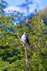 Small bird sits on a branch of a coniferous tree in the forest in Cypress Falls Park,  West Vancouver, British Columbia, Canada