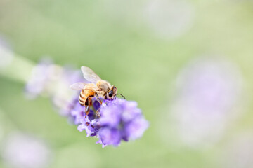 ラベンダーの蜜を吸うミツバチ