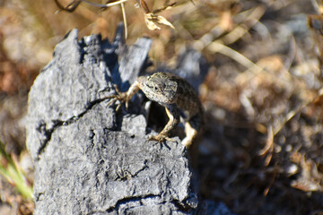 Lizard in a tree