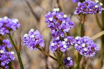 Obraz premium flowers in the garden