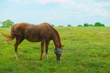 Naklejka na ściany i meble Horse grazing on a farm
