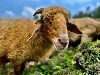 sheep in a field