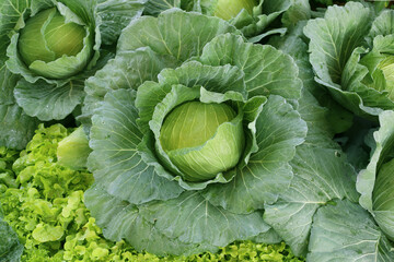 Cabbage grow in the garden. Agriculture. Healthy and healthy food for humans. The cultivation of cabbage.