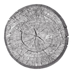 Old cross section of tree trunk or wood trunk isolated on white background with clipping path include for design usage purpose.
