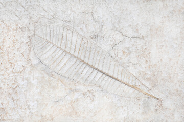 Leaf marks on concrete floor or natural leaf pattern on cement texture background.