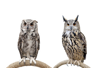 Owl isolated on white background whit clipping path.