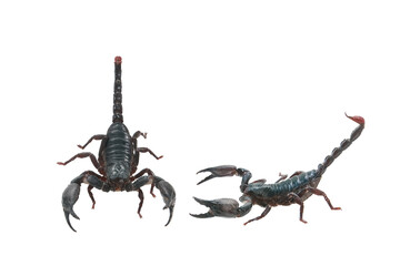Scorpion isolated on white background with clipping path