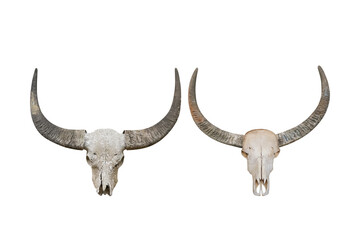 Obraz na płótnie Canvas Head skull buffalo carabao isolated on white background with clipping path