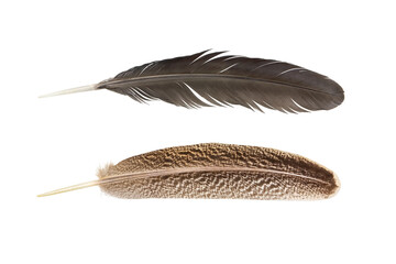 Feather of turkey and chicken feather  isolated on a white background