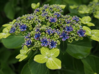 青色のガクアジサイの花一輪