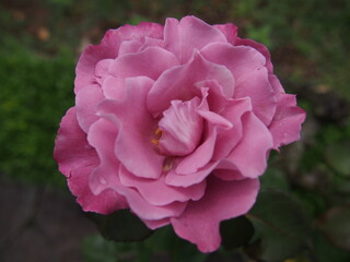 ピンク色のバラの花「エンジェル・フェイス」一輪