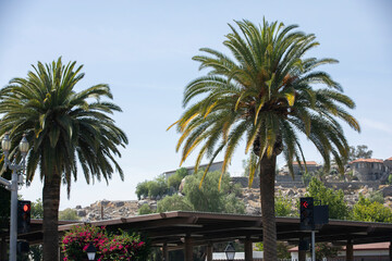 Daytime tree framed view of downtown Perris, California, USA. - obrazy, fototapety, plakaty