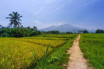 Indonesia's natural scenery with beautiful village roads and rice fields