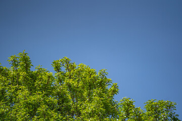 青空に向かって伸びる初夏の緑