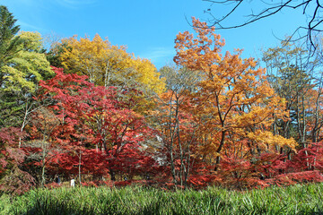 Naklejka premium 雲場池の紅葉 軽井沢