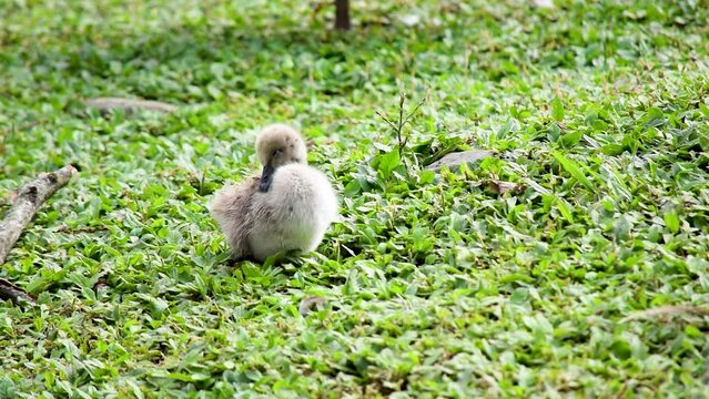 Baby swan in the grass