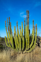 a big cactus