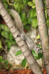 Gray squirrel with fluffy tail perched on a cream-colored betel nut prepare to jump