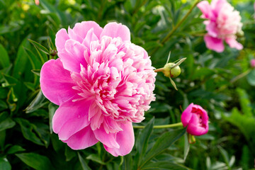 Pink peonies in the summer garden	
