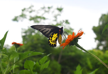 butterfly on flower