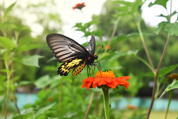 butterfly on flower
