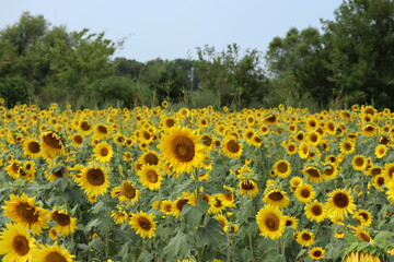Obraz premium Field of sunflowers