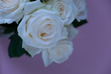 white rose on purple background