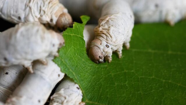 Mature silkworms eat fresh mulberry leaves, close up view, 4k slow motion footage, agriculture concept.