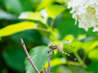 あじさい園にトンボ