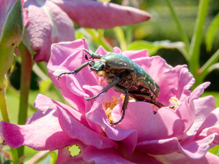 バラの花にコガネムシ