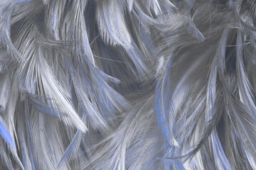 Beautiful  black blue feather pattern  texture background