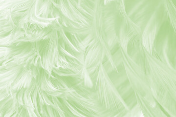Beautiful feather color light green pastel pattern texture background