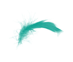 Beautiful dark green colors tone feather isolated on white background ,trends color