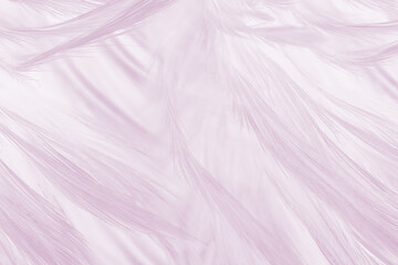 Beautiful violet feather pattern texture background , pastel color style