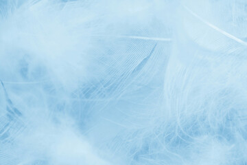 Beautiful  white  color trends feather pattern texture pastel blue turquoise background - 514714381