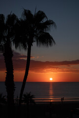 Fototapeta na wymiar Palm tree silhouette during sunrise time in the morning