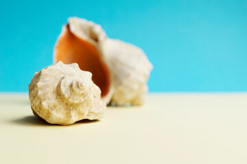 Fototapeta na wymiar Beautiful rapana shell on the sandy beach. Summer vacation background